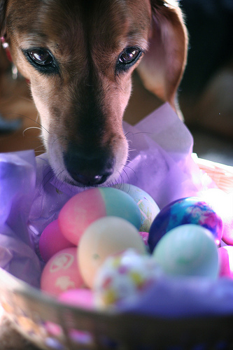 Can Too Much Protein Cause Hair Loss In Dogs Can Too Much Protein Cause Hair Loss In Dogs