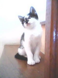 filhote de gato lindo filhotinho muito fofo gatinho lindo branco e preto cat kitty kitten black and white