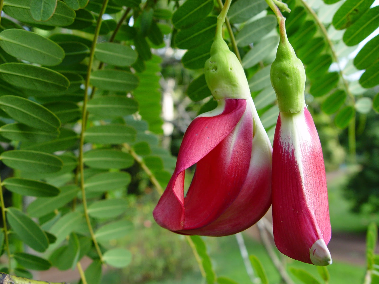 Manfaat dan Khasiat Kembang Turi Atau Bunga Turi (Sesbania Grandiflora L. Pers) Manfaat dan Khasiat Kembang Turi Atau Bunga Turi  Manfaat dan Khasiat Kembang Turi Atau Bunga Turi (Sesbania Grandiflora L. Pers)
