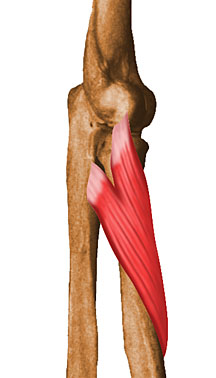 Braço humano anatomia