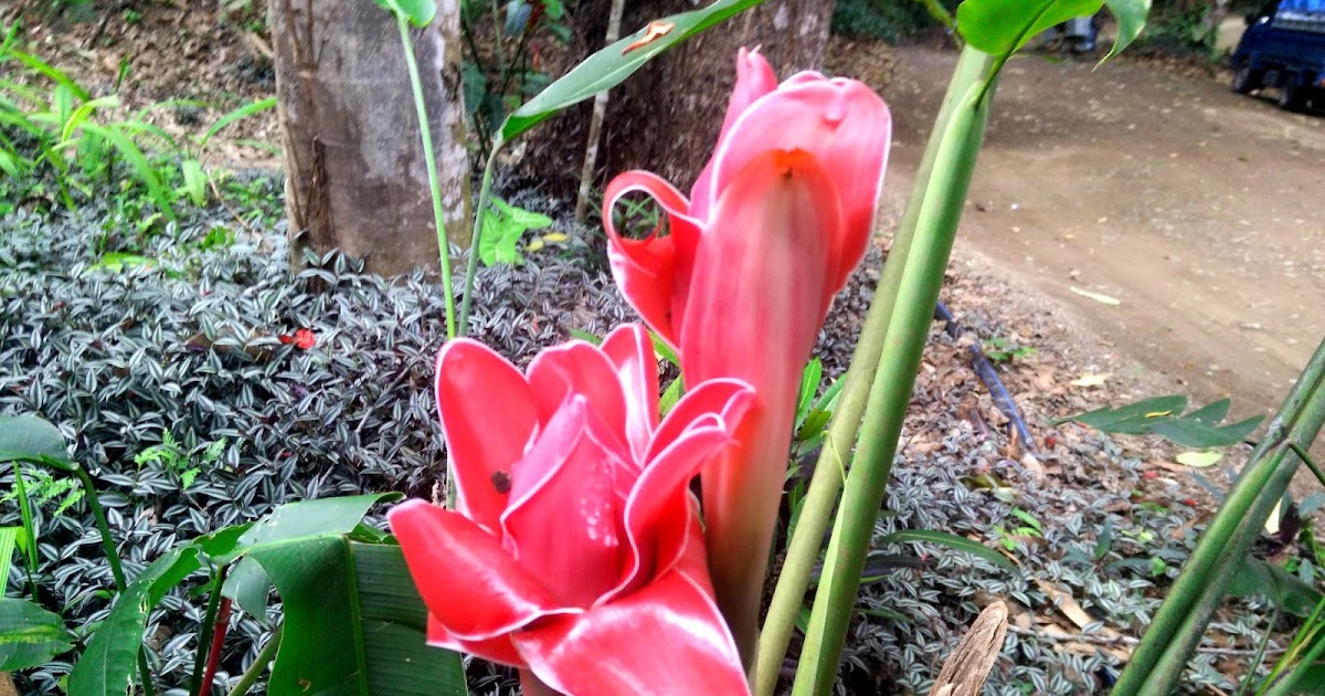 Лаос фото Флора и фауна в северном Лаосе