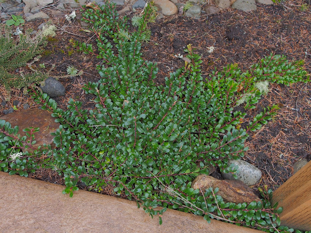 Mahonia Alchetron The Free Social Encyclopedia