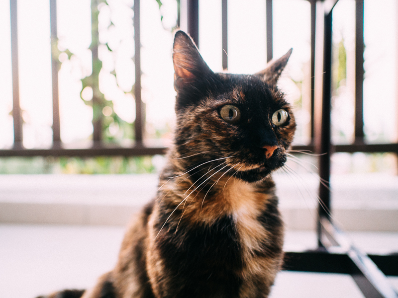 Tortoiseshell cat zoning cyprus