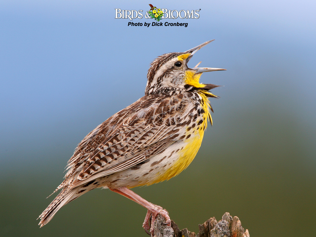 Birds And Blooms Wallpaper Wallpaper & Pictures