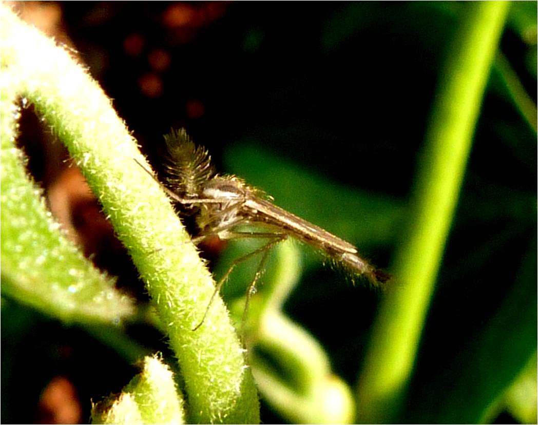 Insects of Scotland Mosquitoes/Midges/Horseflies