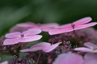 Hydrangea Sargentii Hydrangea Sargentii