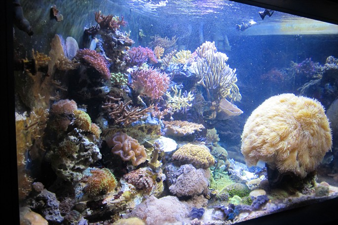 coral+reef+national+zoo.JPG