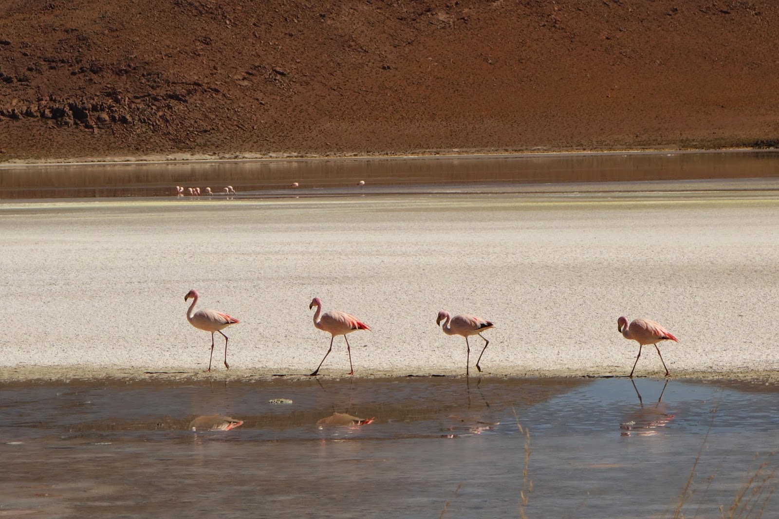 rencontre entre 2 chinchilla