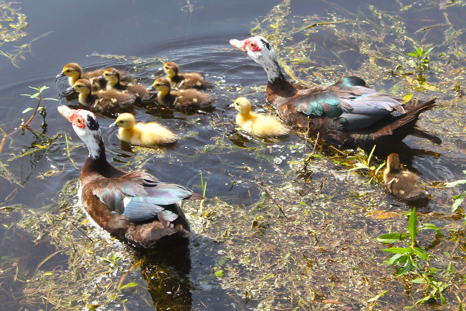 Pajama Penguin Productions Creatures of Central Florida Muscovy Duck