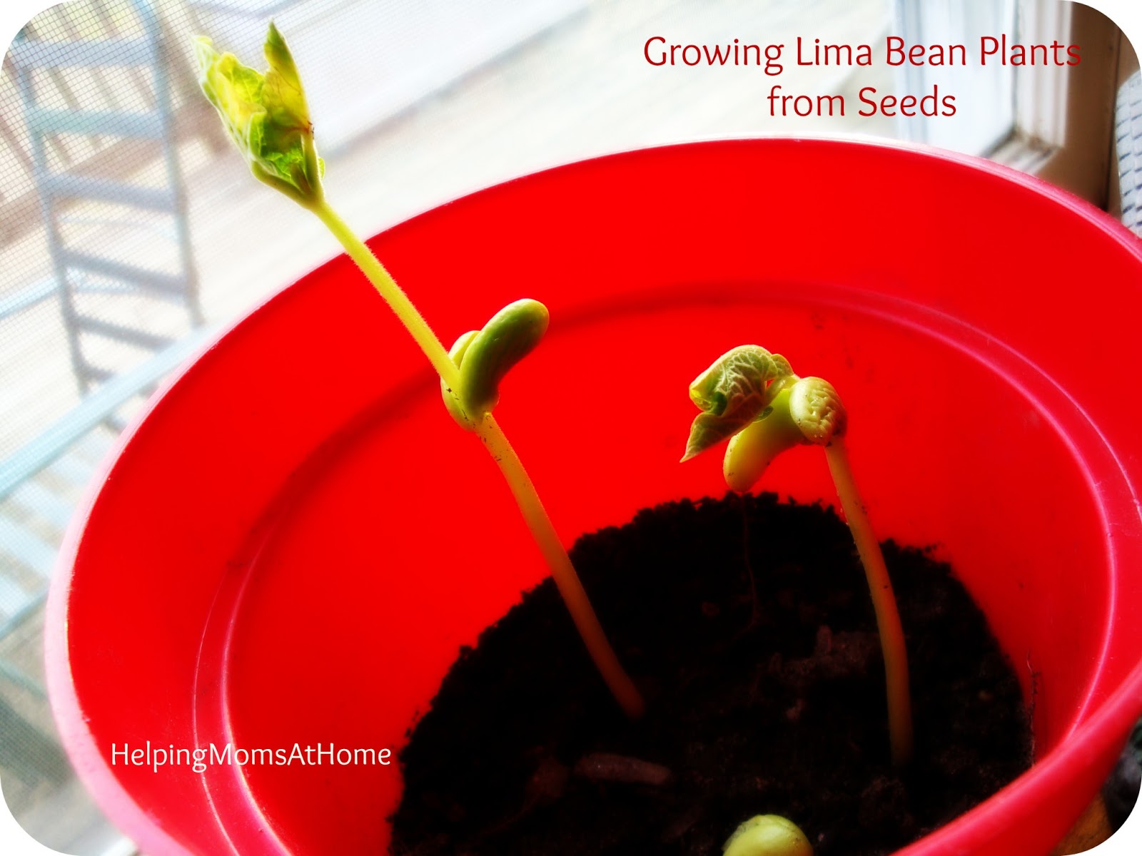 HelpingMomsHome Growing Lima Bean Plants from Seeds