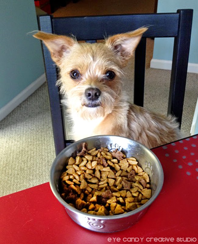 Purina One How Long Can Can Food Sit Out Purina One How Long Can Can Food Sit Out