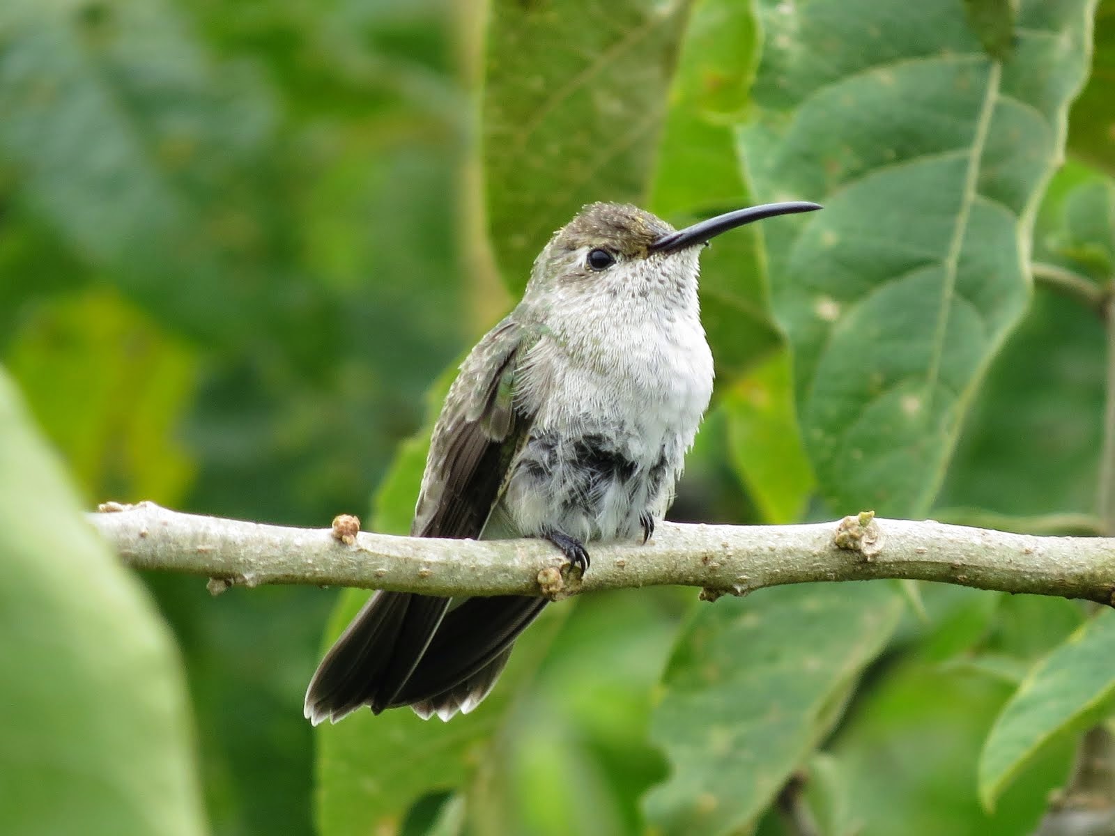 Aves de Cajamarca