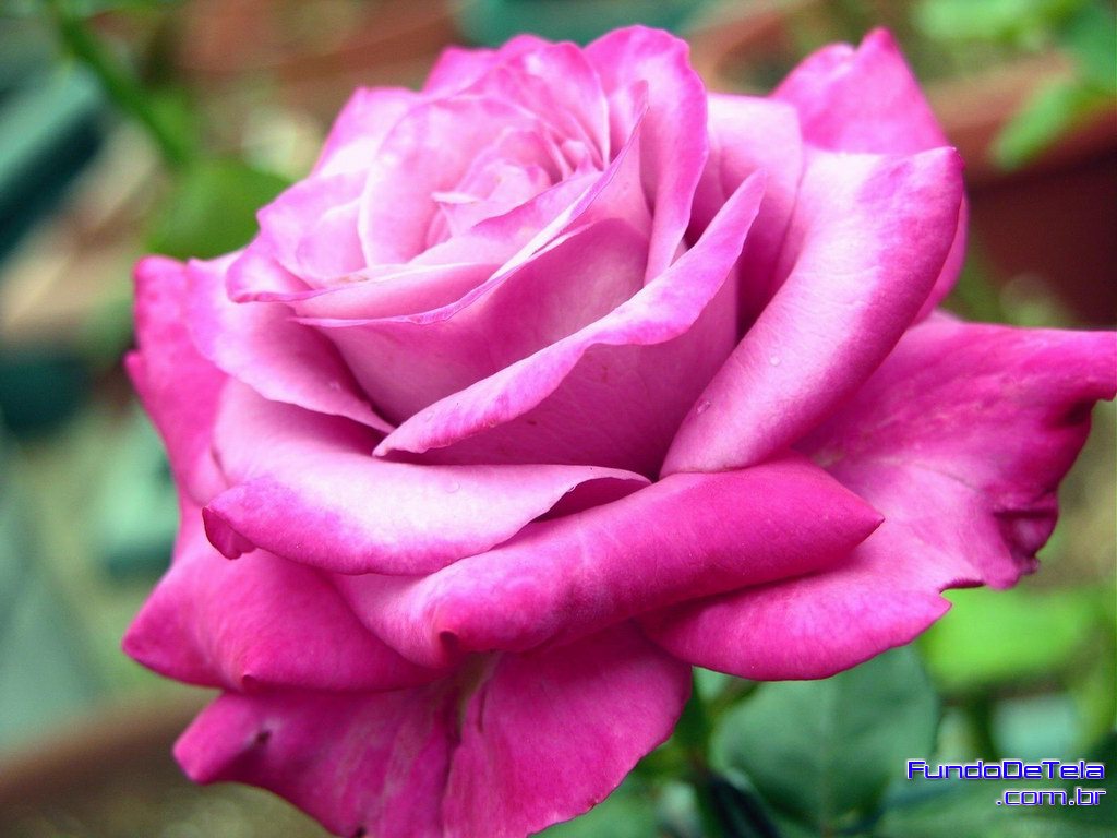 suva big and beautiful singles Nowadays dating become quick, easy and simple find you partner at our site as soon as you get a chance, be lucky in no time - big and beautiful dating site. suva big and beautiful singles Nowadays dating become quick, easy and simple find you partner at our site as soon as you get a chance, be lucky in no time - big and beautiful dating site.