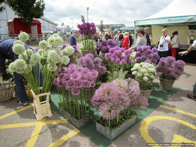 Euonymus Japonicus White Spire