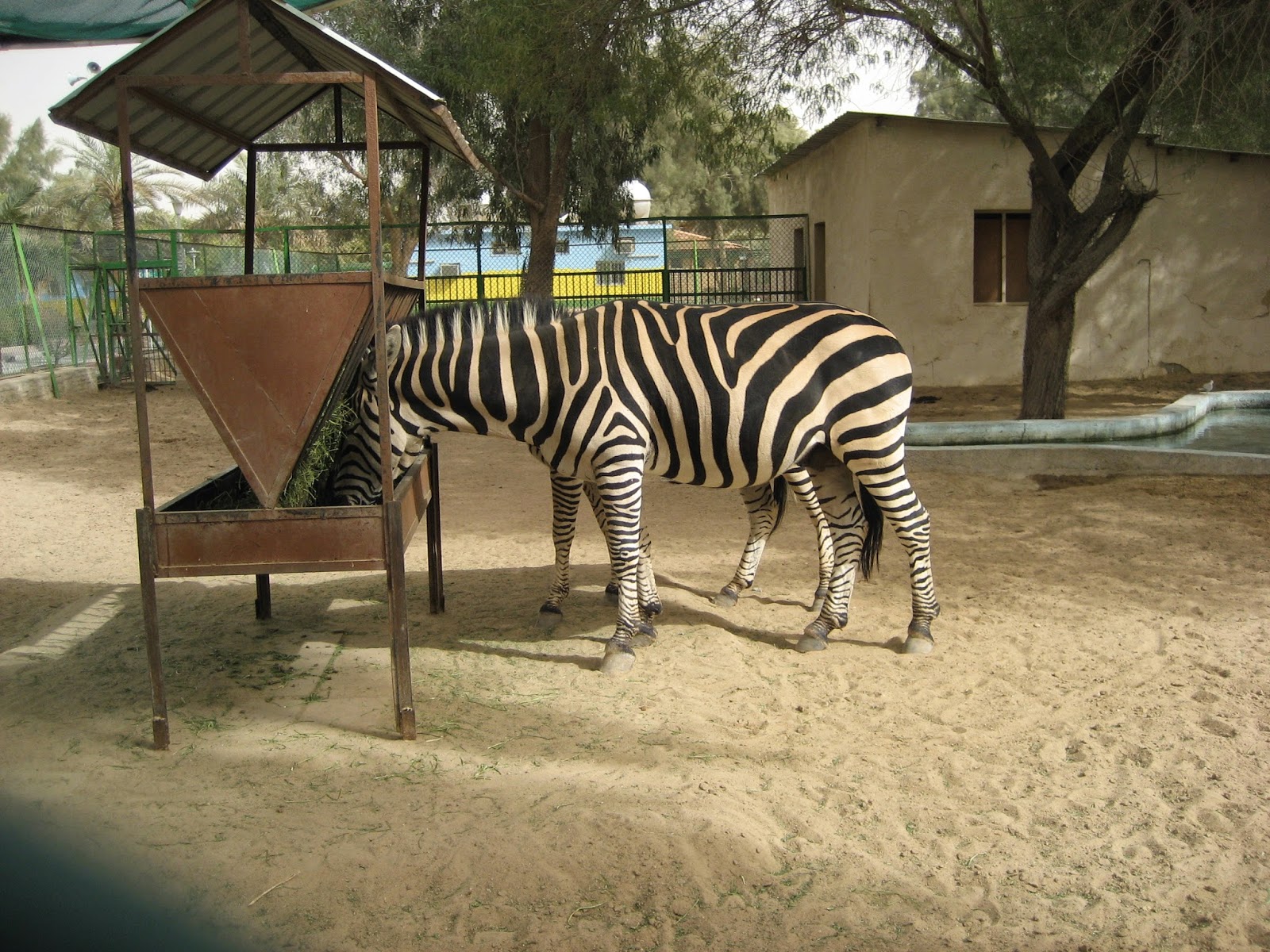 Wanderful: Kuwait Zoo