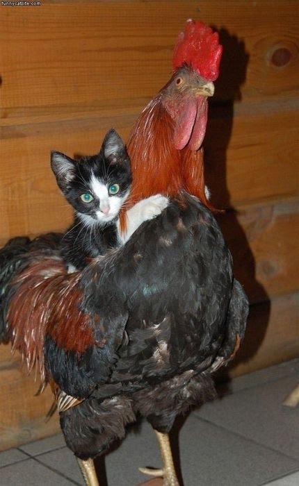 Cat Riding Rooster