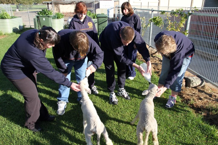 Feeding orphan lambs in the kitchen garden