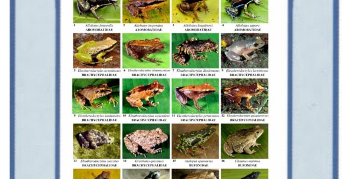 INFANTIL de GRACIA CROACCROAC, LUIS MIGUEL Y SUS RANAS DEL AMAZONAS