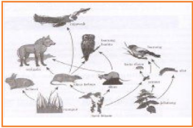 Jaring Jaring Makanan