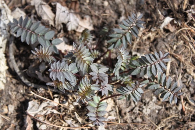 Rotary Botanical Gardens Hort Blog