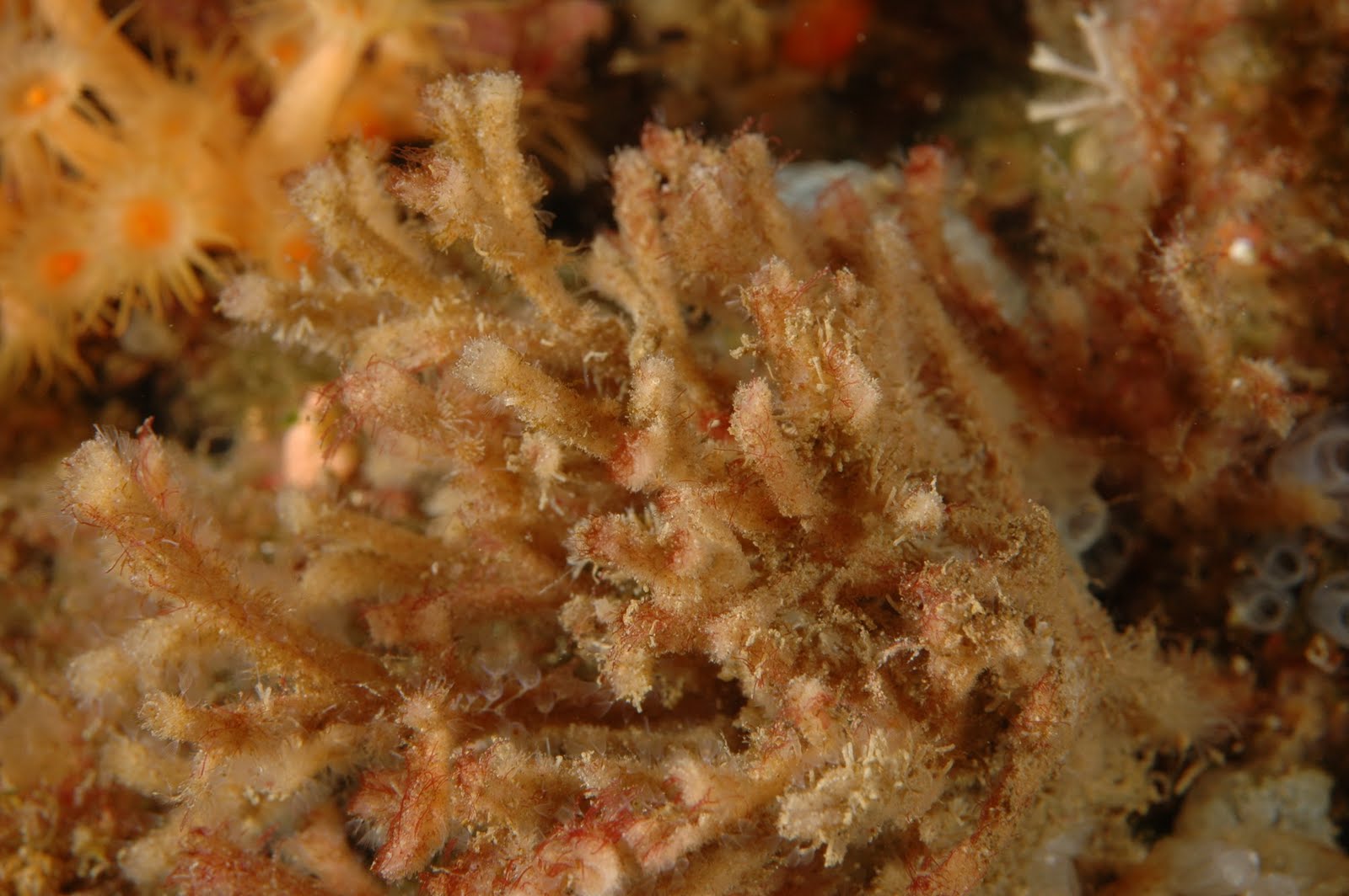 Beaniidae Variety of Life