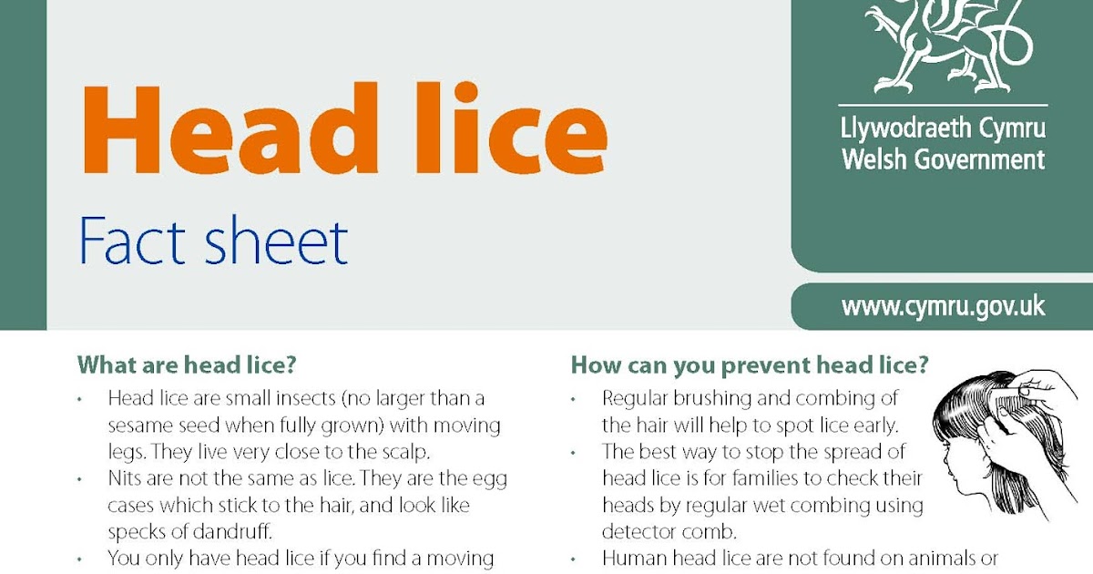 Gelli Primary School Latest News Head lice