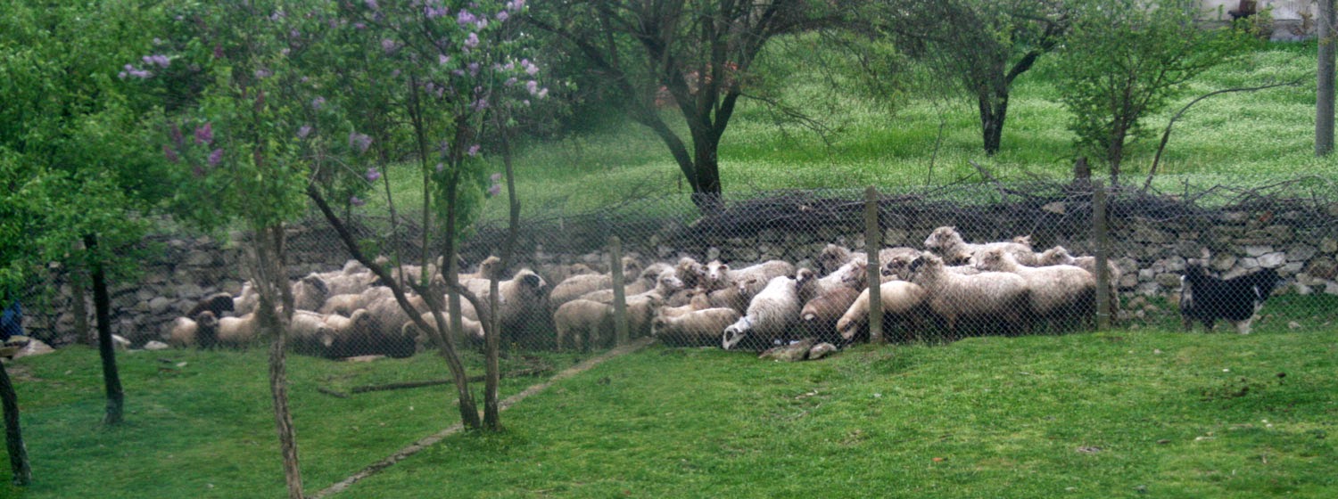 The sheep, very confused indeed The sheep, very confused indeed