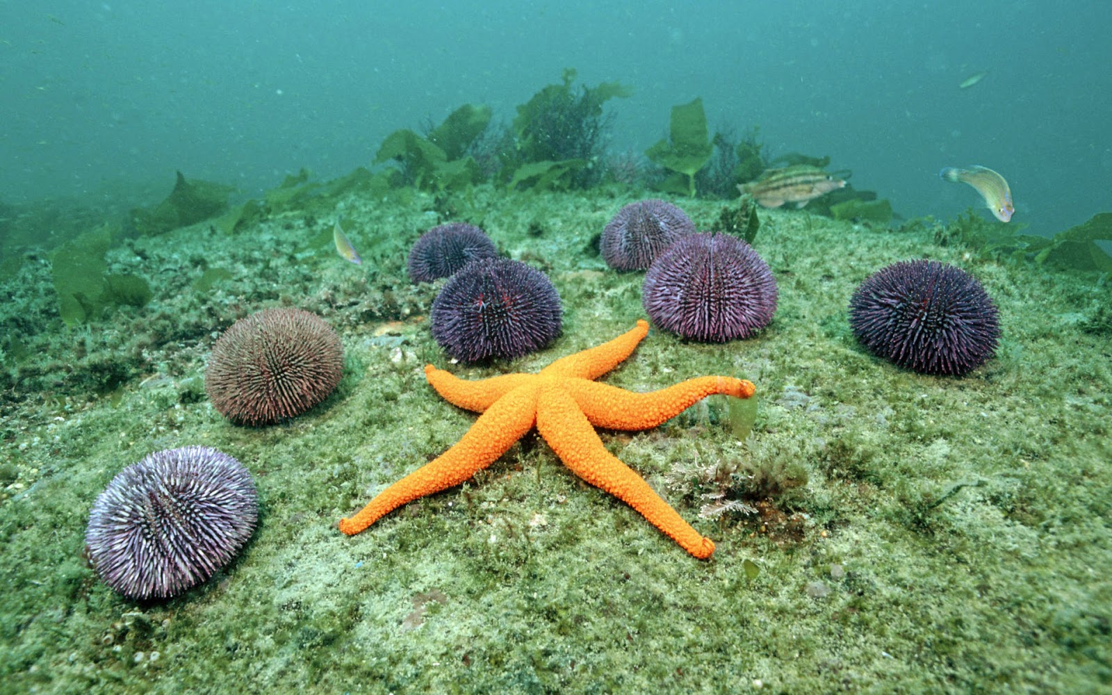 Starfish wallpapers HD - Beautiful wallpapers collection 2018