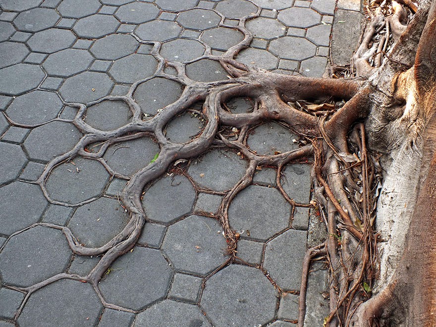  La desigual lucha de unas pocas raíces contra el asfalto Raices+creciendo+en+aceras+cemento+asfalto+5