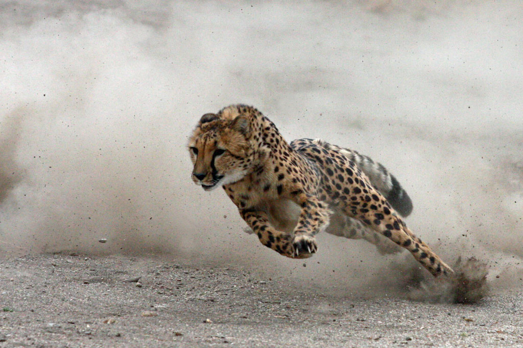redsight890 - Collection: Dogs Help Cheetahs Overcome Breeding Fears in