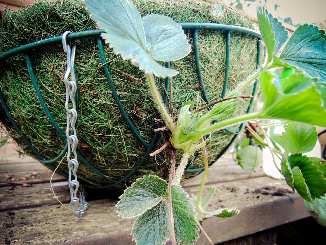 A handmade cottage Strawberries in hanging baskets