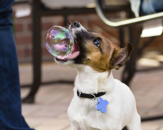 Cute dog bites bubble, funny dog picture, dog and bubble