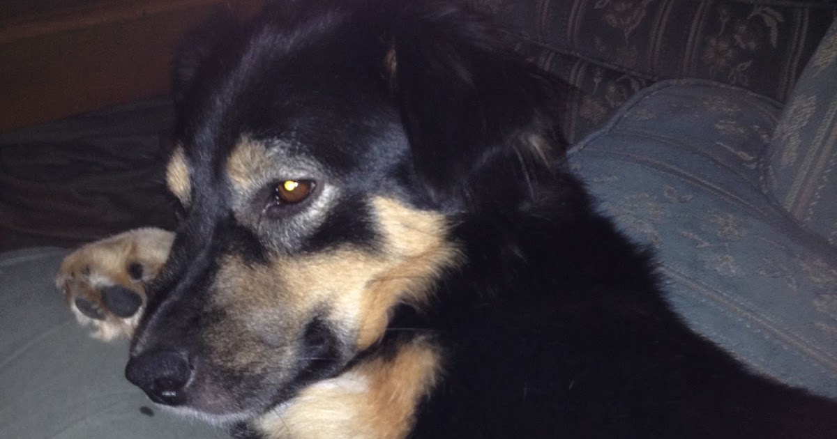 HartyHarHar Dogs eating glasses