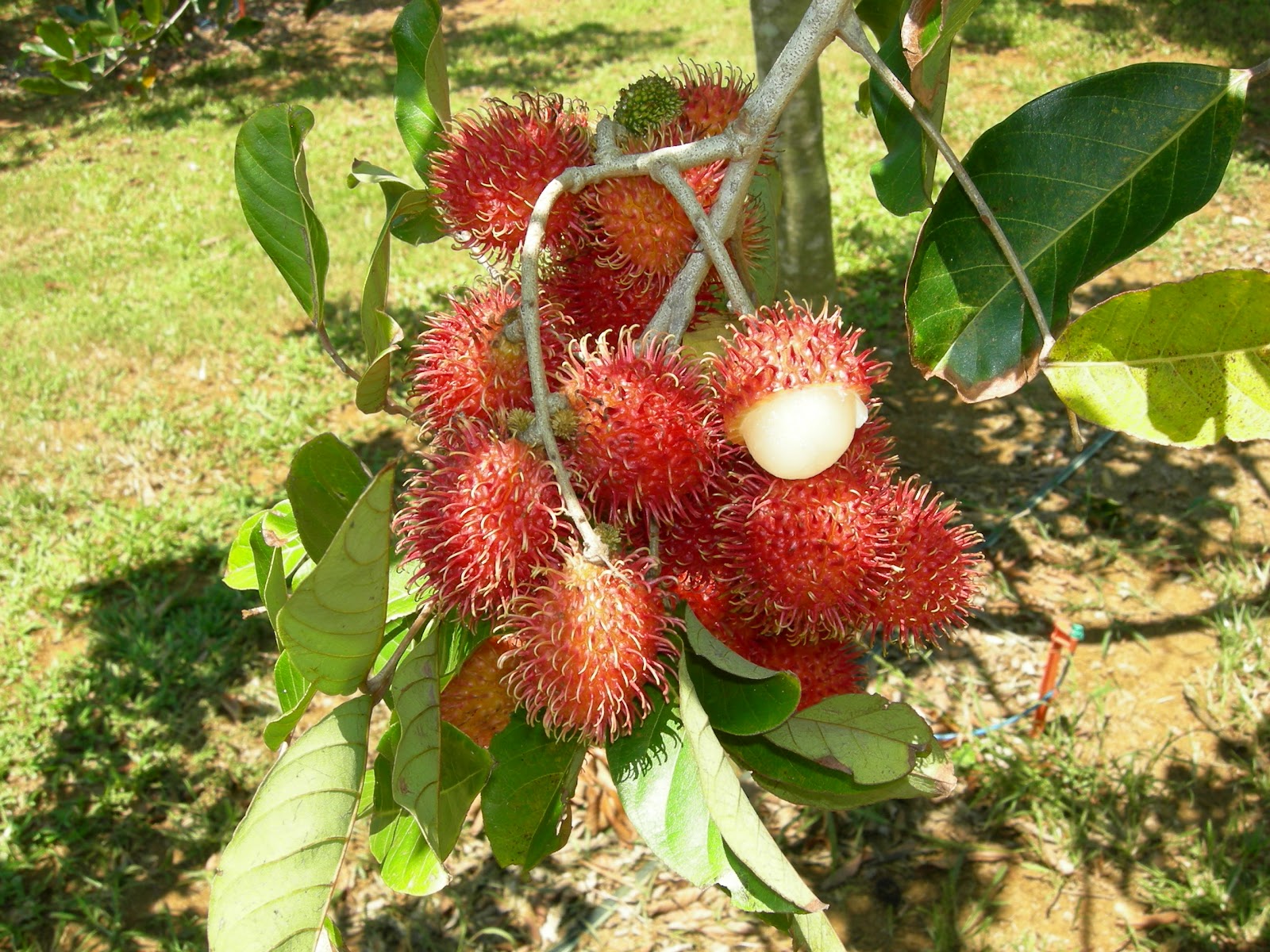 ඩුමාංඡරිය: අපේ රඹුටන් ගහ