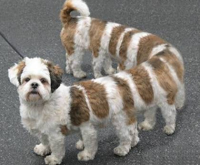 Very Funny Dogs | Funny Animals