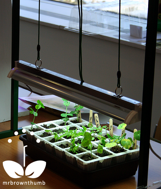 Grow Lights for Indoor Seed Starting