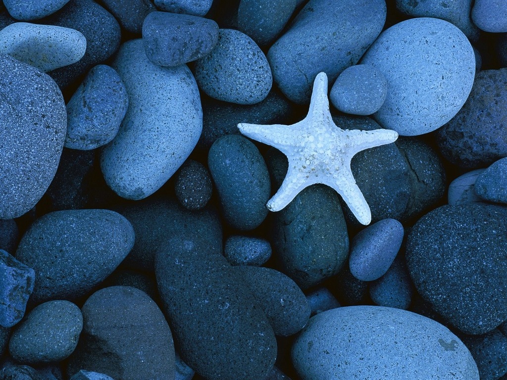 Kahve Tadında… Deniz Yıldızı…