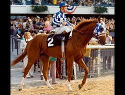 Horse Betting