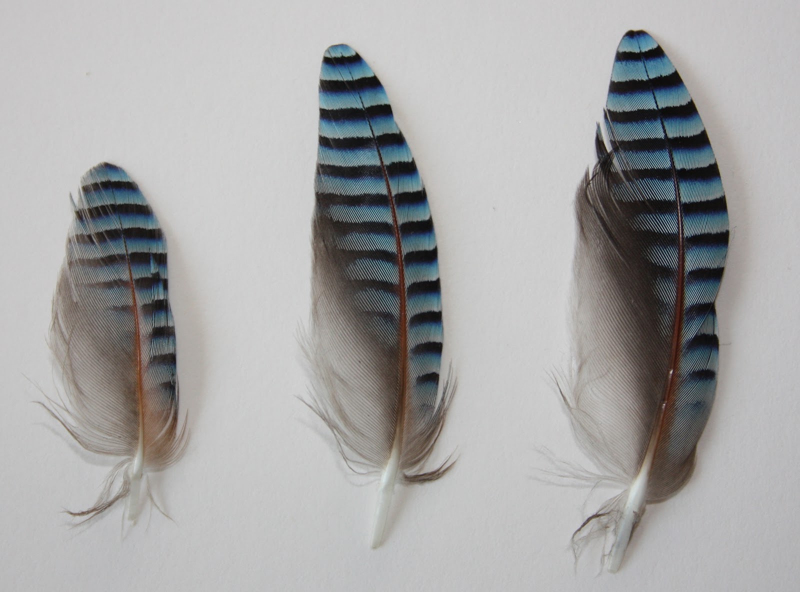 The Natural Year Fabulous Feathers