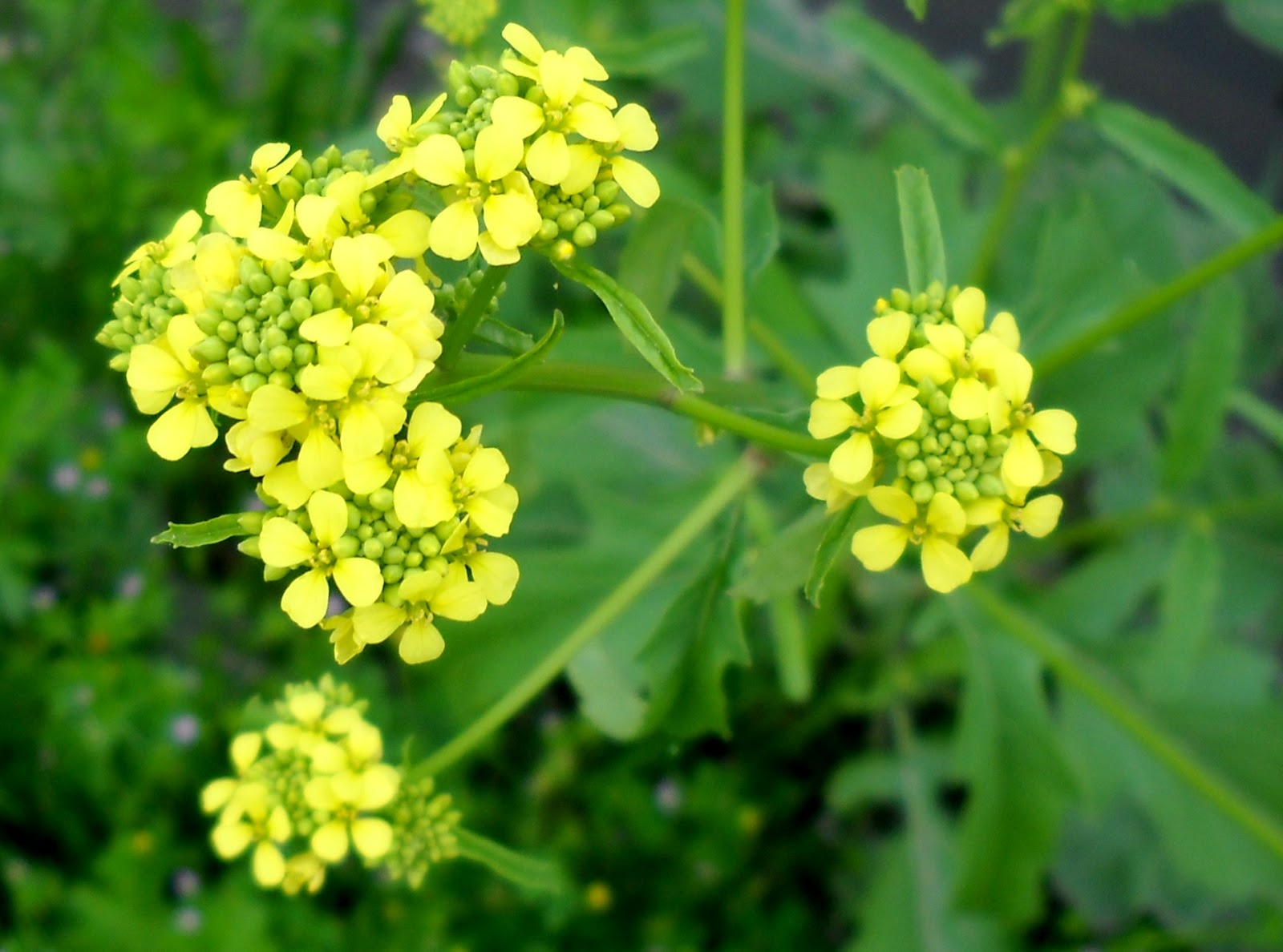 White Rock Lake, Dallas, Texas Blooming Marvelous Wildflowers at White