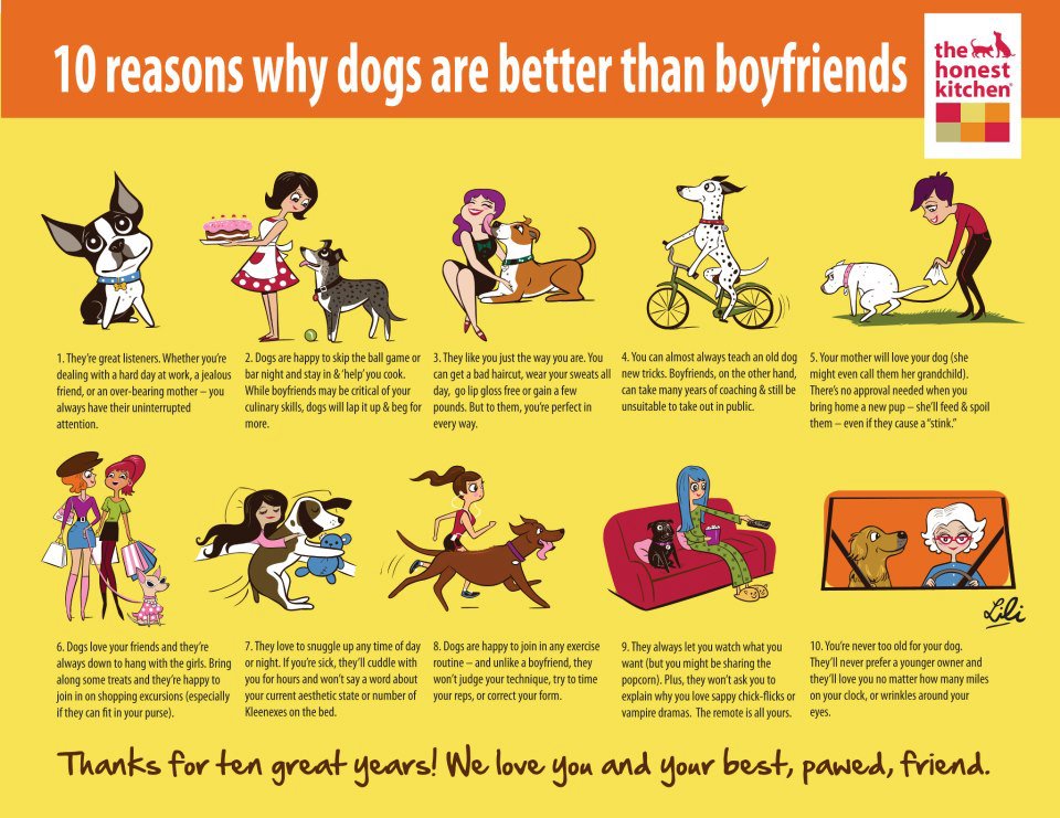 Singapore Community Cats 10 Reasons Why Dogs Are Better Than