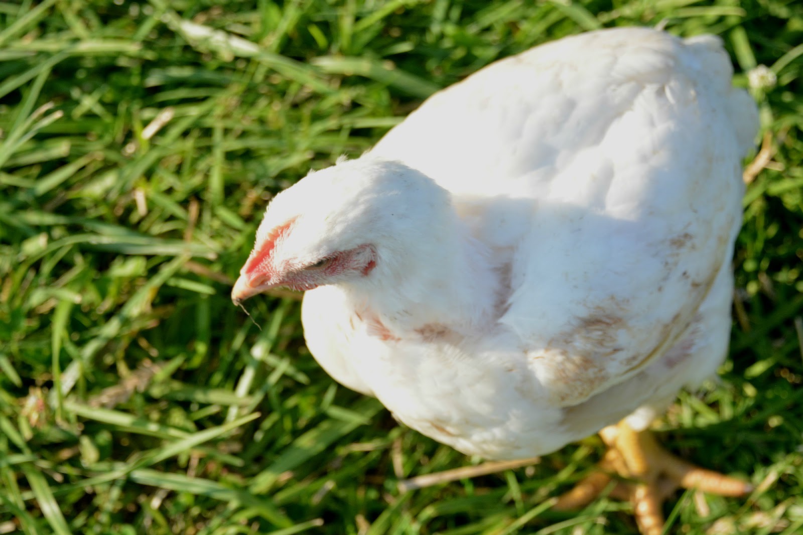 Little House on the Dairy outdoor chickens