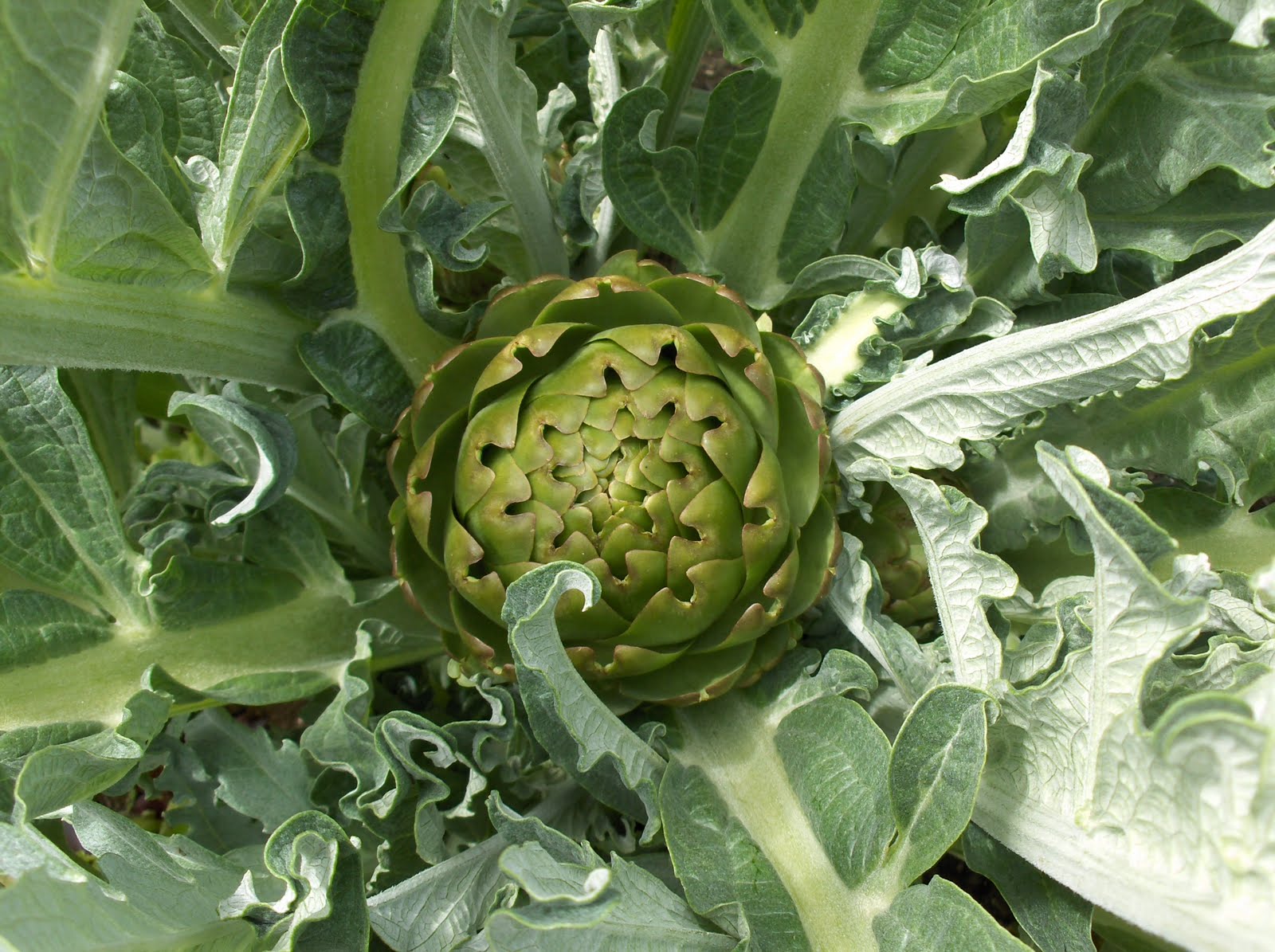 My California Garden in Zone 23 Love My California Garden Artichoke
