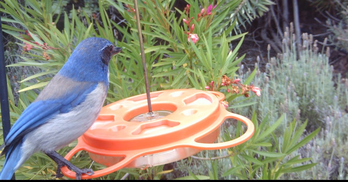 BirdCam on Cheltenham No more grape jelly on the oriole feeder