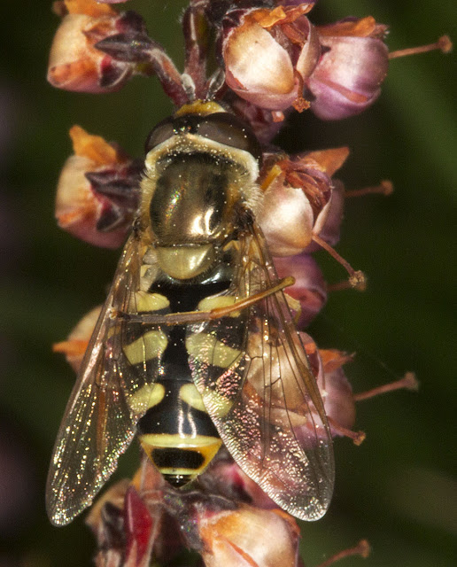 Hoverfly, Eupeodes species, female, cleaning her wing with one leg.  Ashdown Forest, 6 September 2012.