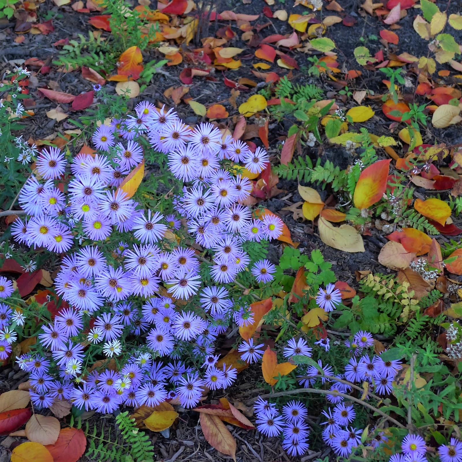 Fall Flowers 2015
