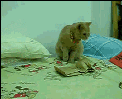 scaredy20cat.gif