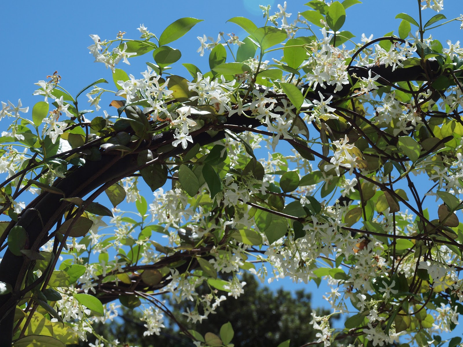 angels and people, life in New Orleans star jasmine