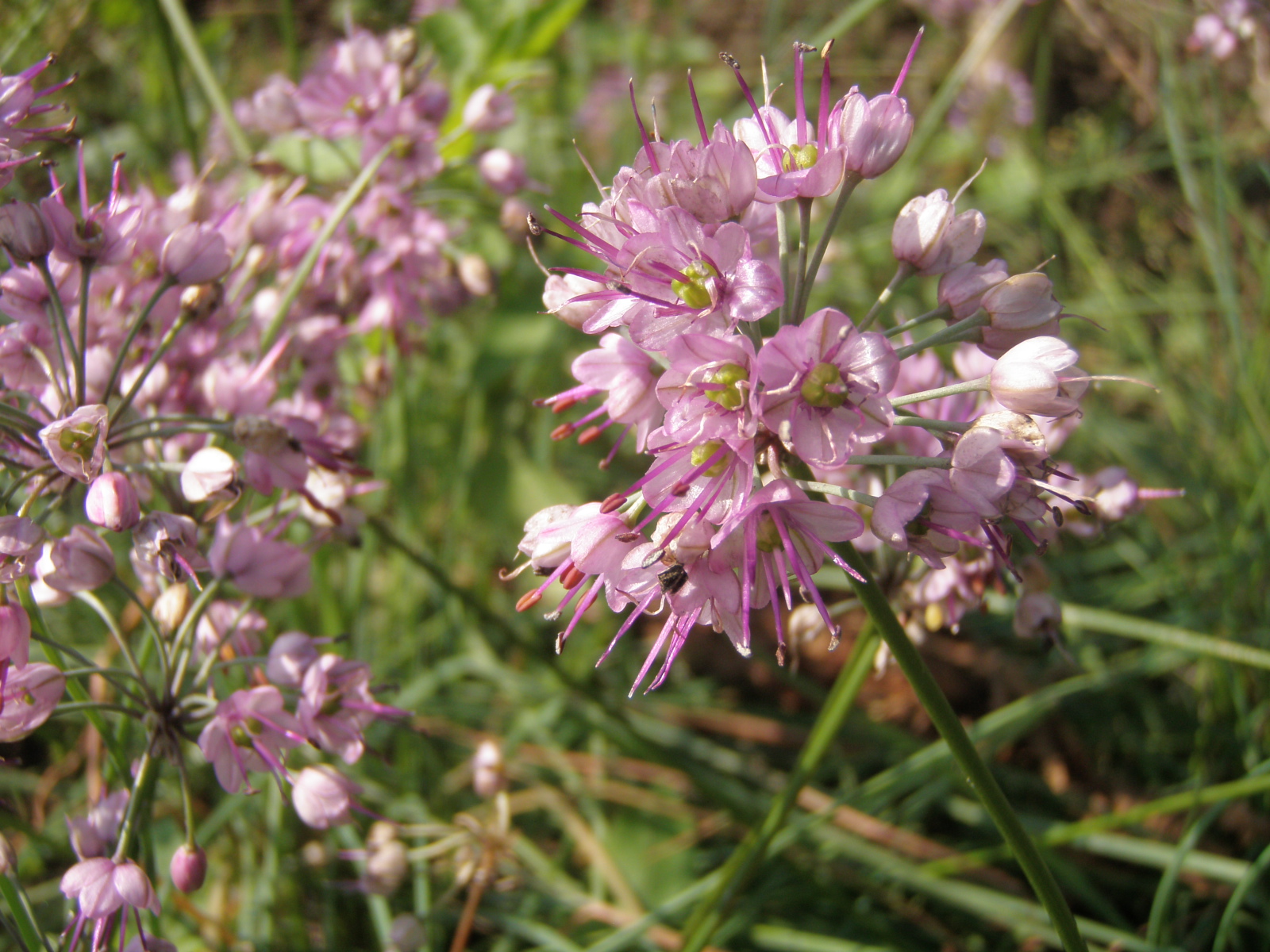Irs Garden 韭菜姐妹花