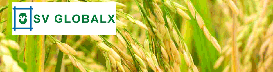 SV GLOBALX : YOUR SOURCE FOR ORGANIC RICE, MANGO PULP, COCONUT COIR